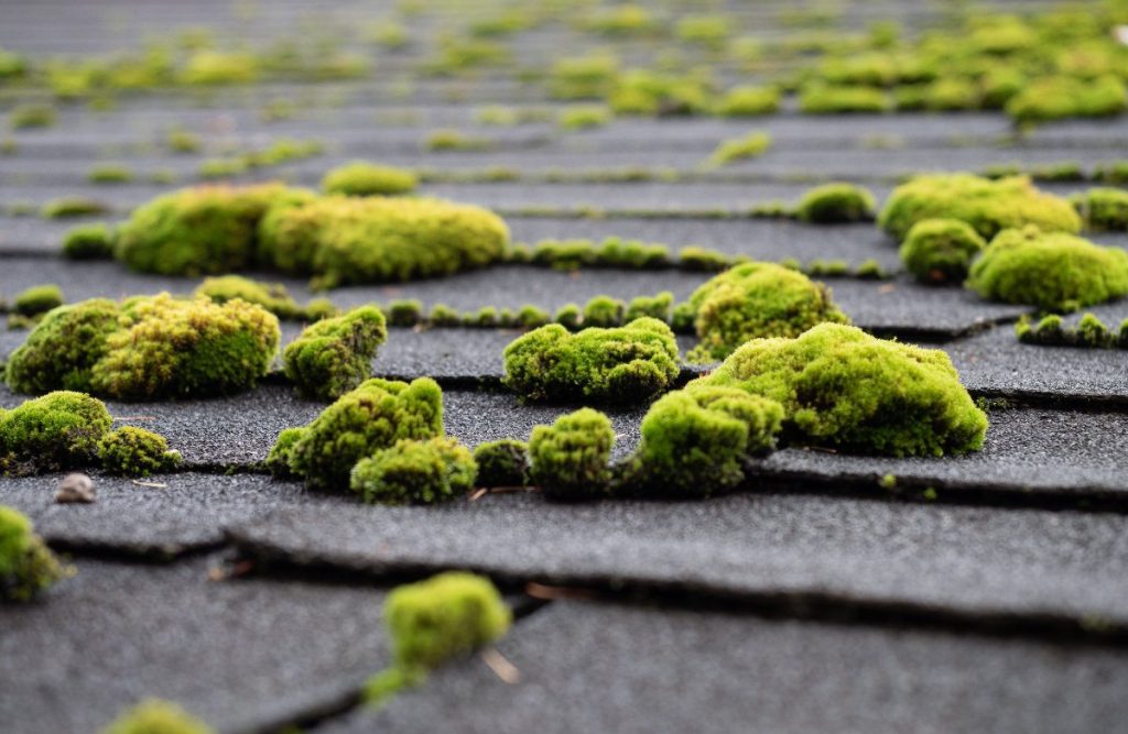 Moss on roof shingles.